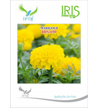 Marigold Yellow Iris OP IHS-690 10 Grams